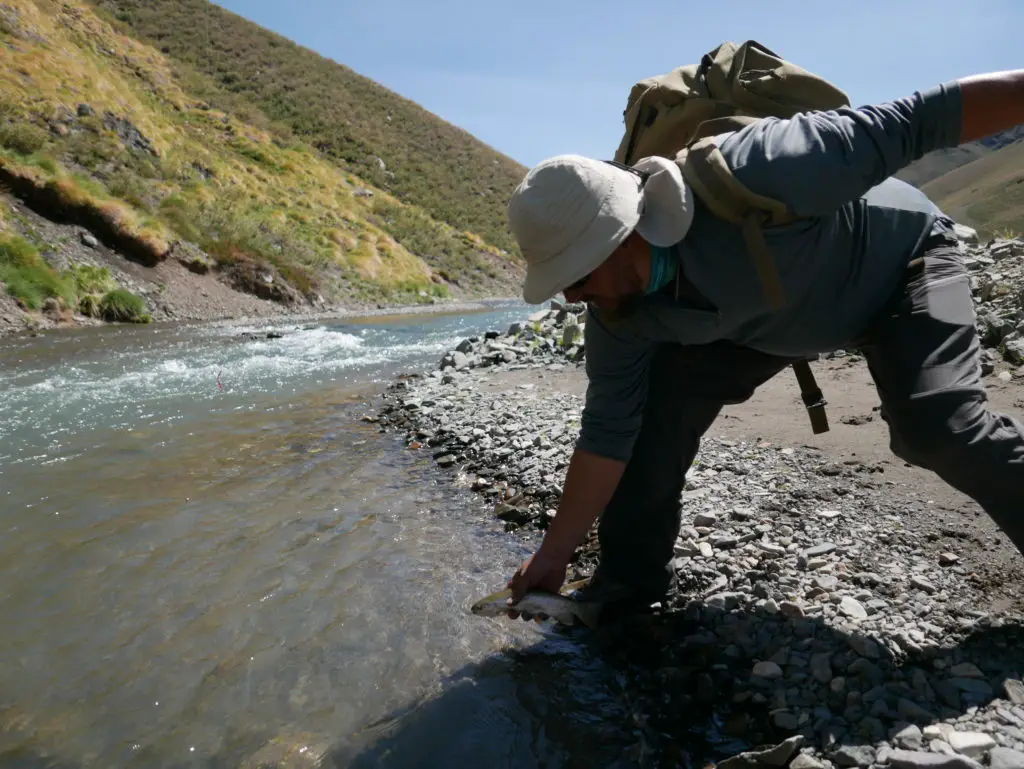 remise a l'eau d'uneTruite arc en ciel sur la rivière Tordillo peché par Zurdo en Argentine