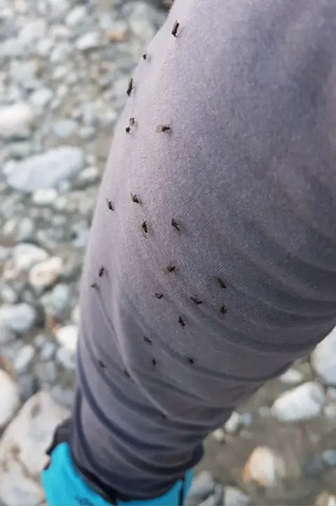 Sandflies ( petites mouches noires de Nouvelle-Zélande) attendant un centimètre de peau non protégée pour attaquer