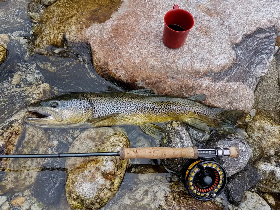 Truite du matin prise à l’aide d’une cuivre en H14 durant mon voyage pêche à la mouche en Nouvelle-Zélande