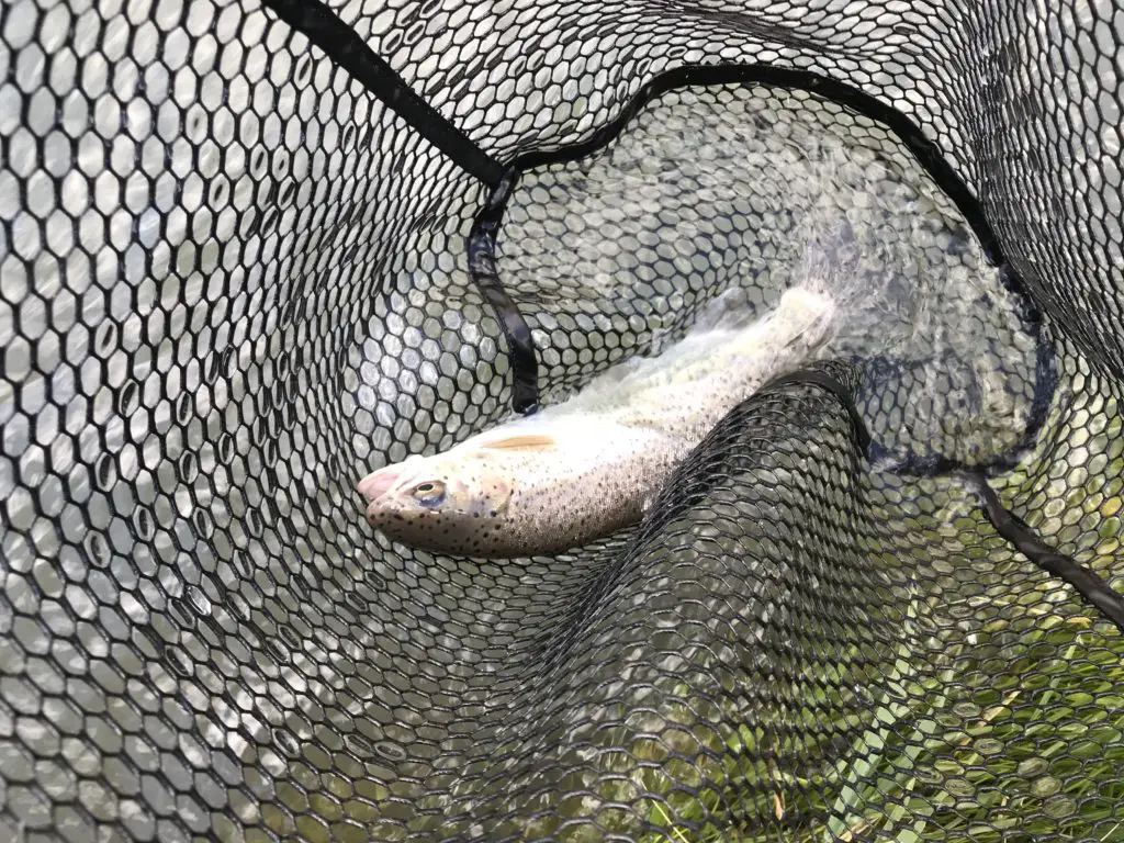 Truite pechée en nymphe sur la rivière Tordillo dans les montagnes de Patagonie du nord en Argentine