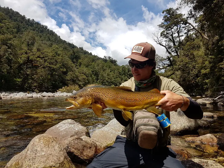 Truite typique des rivières de Nouvelle-Zélande aux fonds jaunes, ces poissons sont spécialement difficiles à repérer