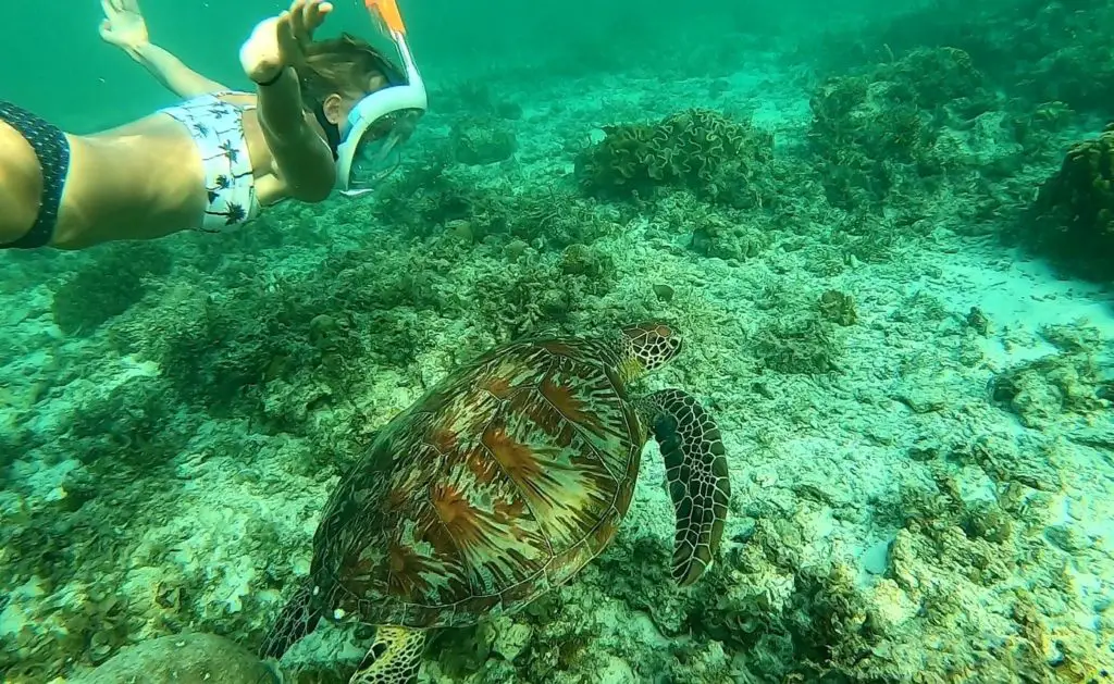 20 minutes de nages avec une tortue des Philippines