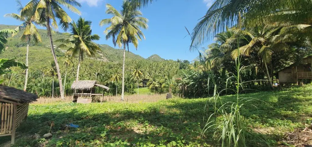 Balade dans les hauteurs au milieu de la végétation à Moalboal (île de Cébu) aux Philippines