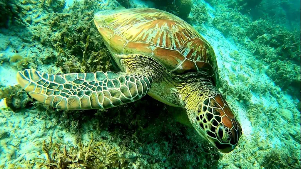 Le rêve d’une vie, juste se retrouver par hasard nez à nez avec une tortue dans une eau cristalline des Philippines