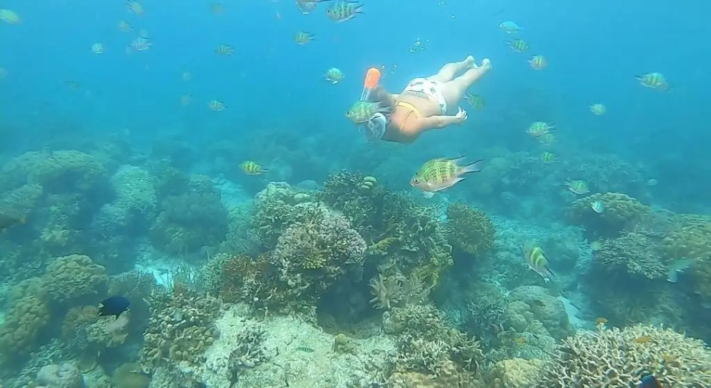 Les fonds marins à Panglao aux Philippines