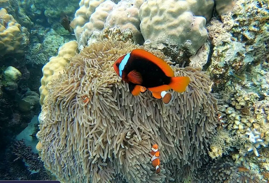 Poisson-clown et ses petits dans les eaux de Panglao aux Philippines