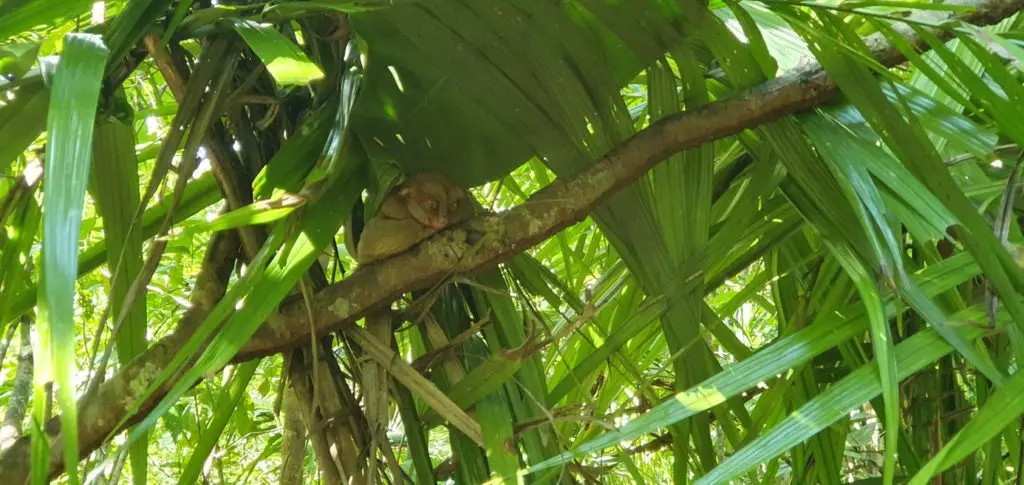 Tarsier petit animal des Philippines vivant caché dans les arbres