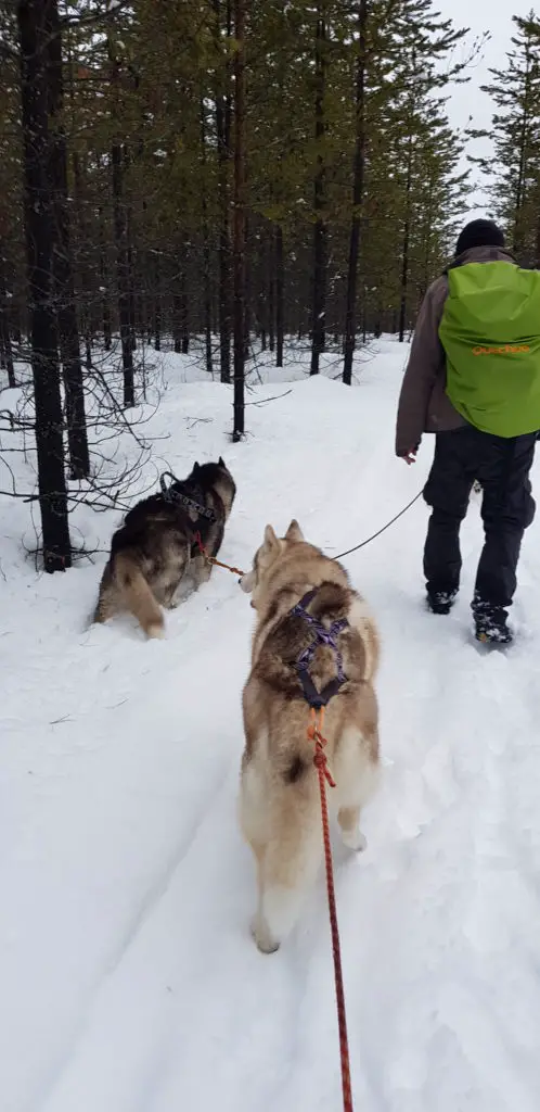 13 000 km de rando avec chien husky en Laponie suédoise