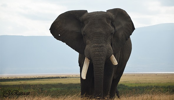 elephant à decouvrir dans les parcs nationaux de Tanzanie lors d'un safari photo