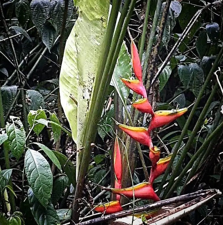 Flore de la forêt amazonienne de Guyane
