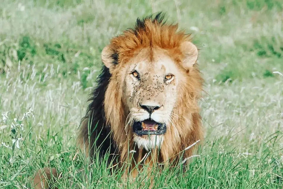 Lion dans l'un des parcs nationaux de Tanzanie lors d'un safari animalier