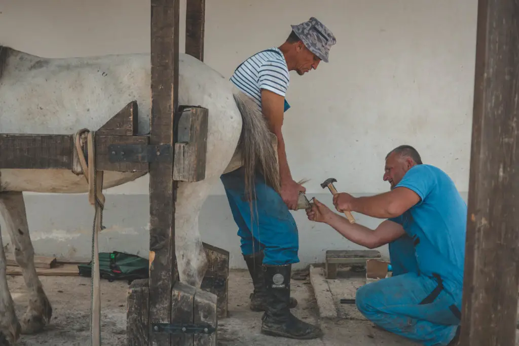 Maréchal-Ferrant pour chevaux n’existe pas en Albanie