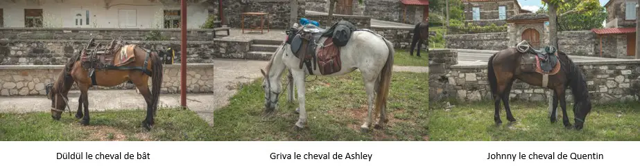 Nos 3 chevaux pour notre traversée de l'Albanie en 6 semaines