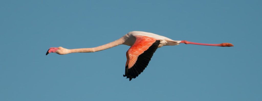 Observation des flamands rose en Camargue