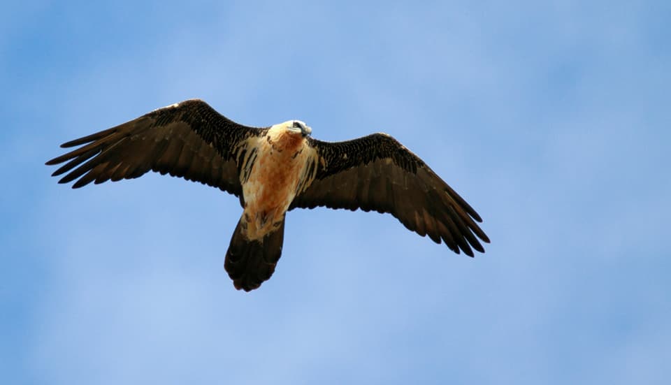 Observation du Gypaète barbu dans les Alpes