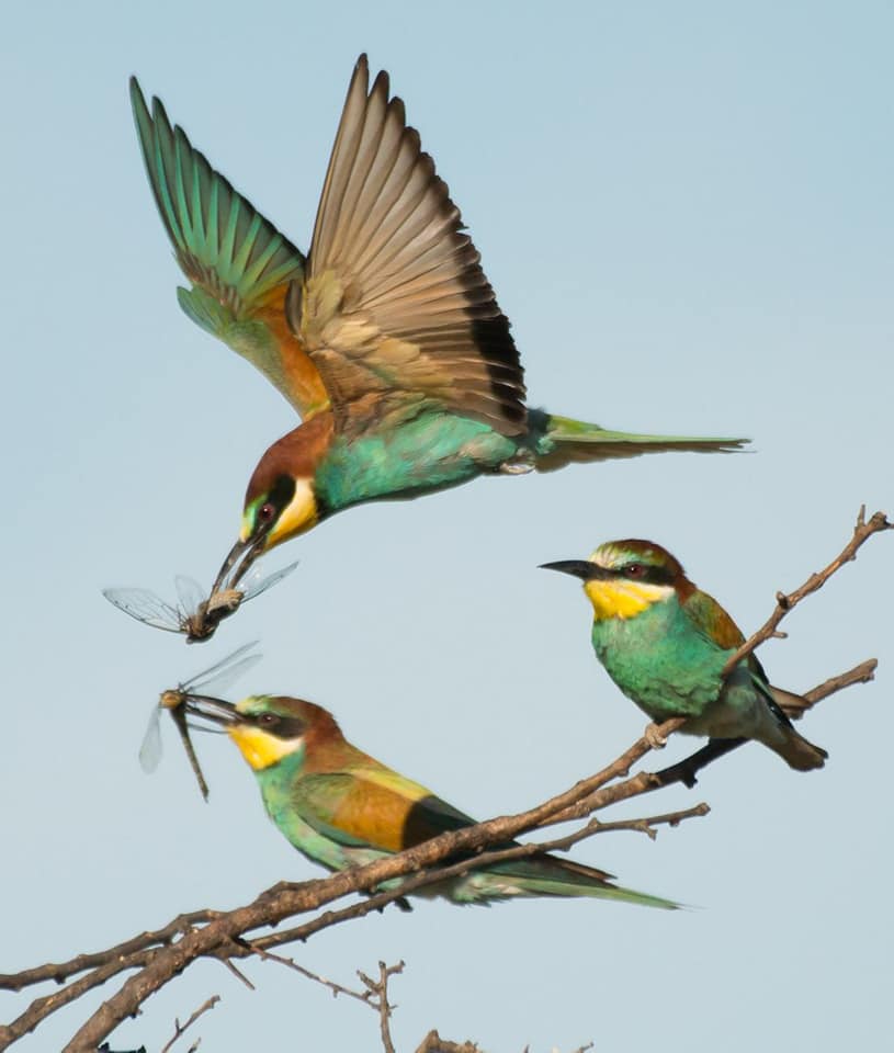 Photographie d'oiseau par Sylvain ALBOUY