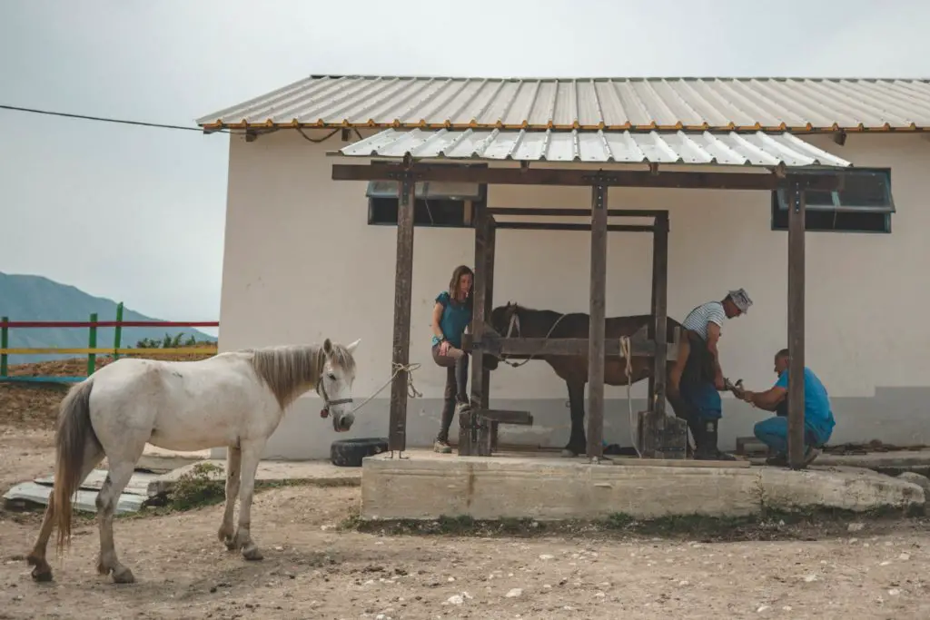 Préparation de nos chevaux dans un centre équestre à Gjirokastër avant le départ