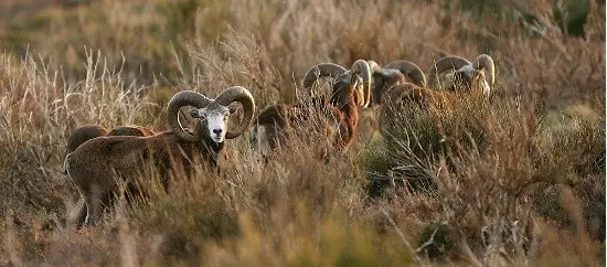 Séjours observation des mouflons dans le Caroux