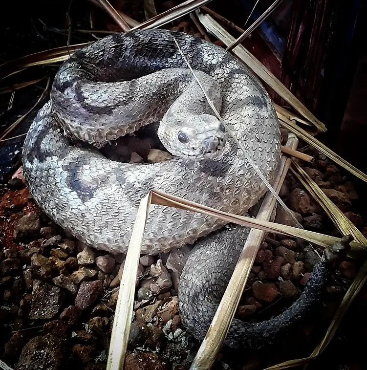 Serpent de la foret Amazonienne de Guyane