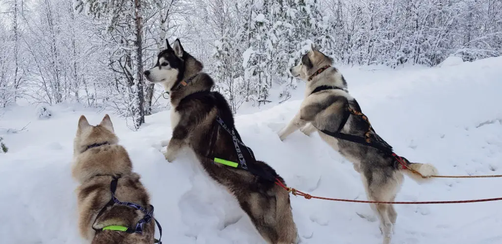 Test terrain réchaud à gaz coleman en laponie avec chien de traineau