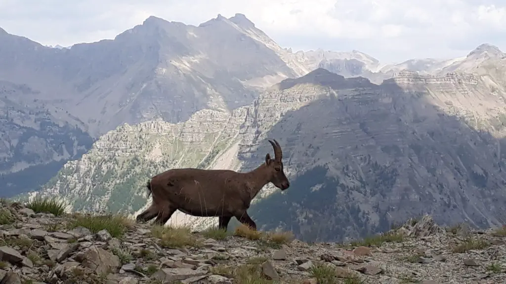 Chamois du Mercantour rencontre au sommet