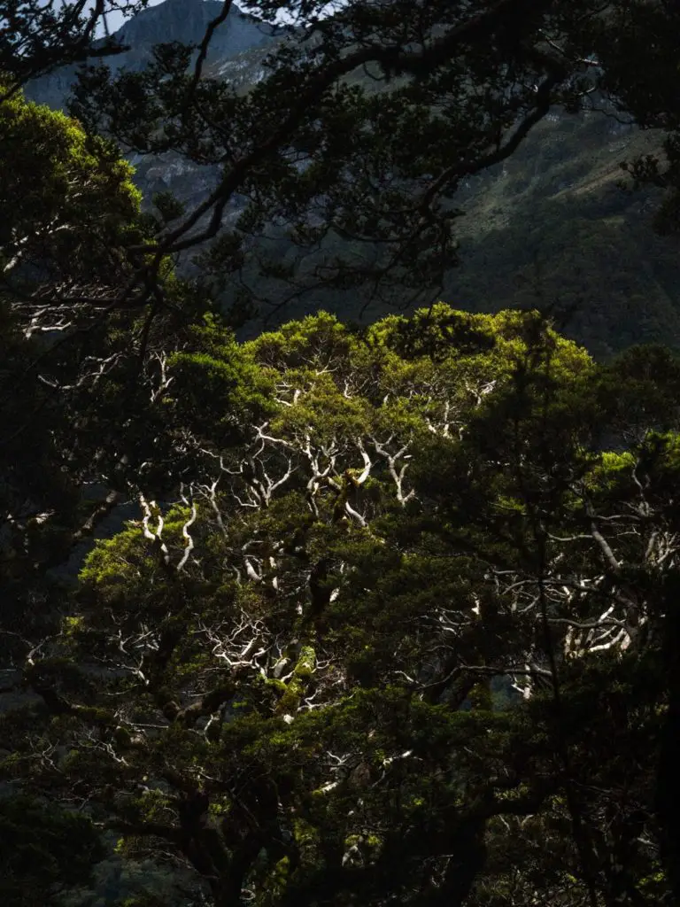 Dans cette forêt se cache un « terrain de jeu » de bush bashing en Nouvelle-Zélande