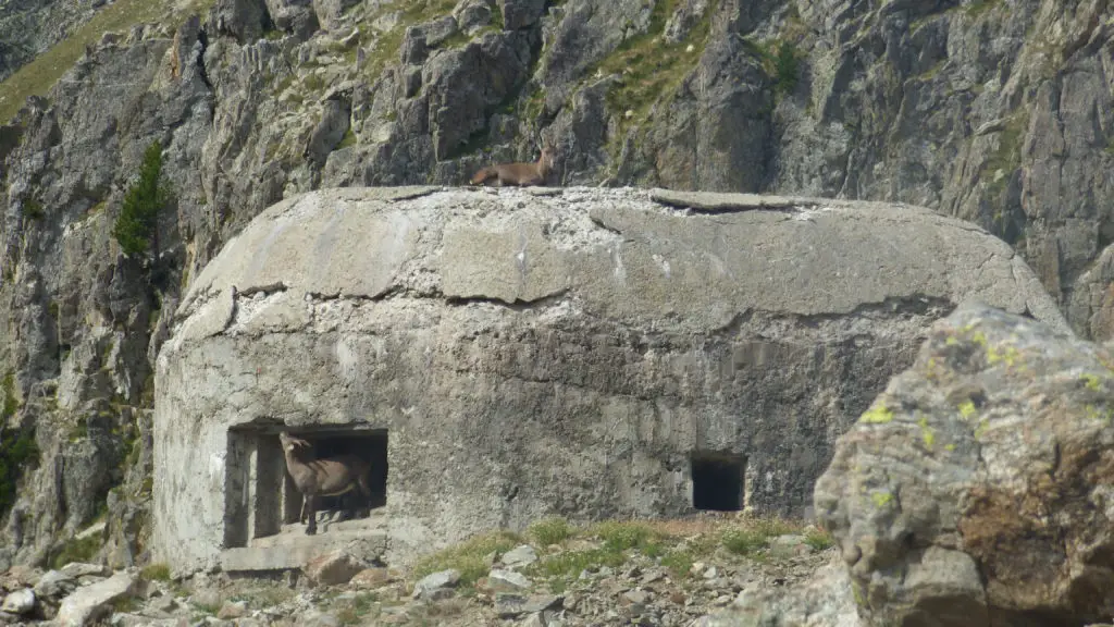 des bouquetins investissent d'anciens bunkers