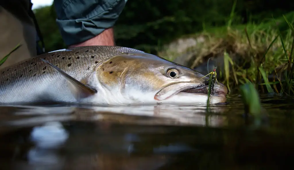 Magnifique truite pêché au tenkara