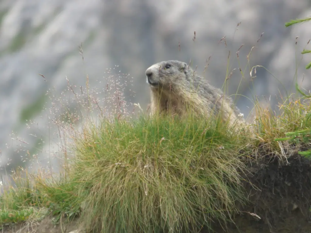 Marmotte nos compagnes du jour