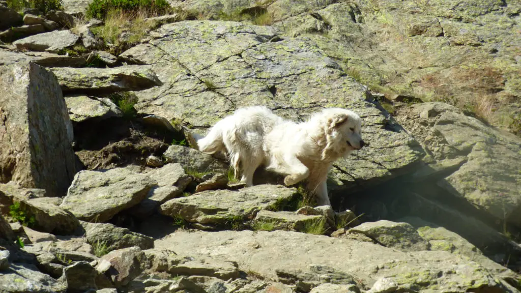 rencontre avec des patous chiens de berger du Mercantour