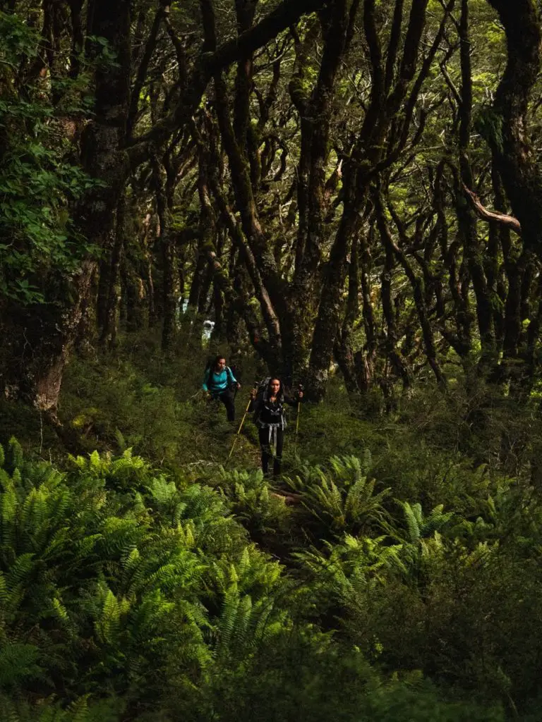 Retour dans la forêt entourées de ferns du Mount Aspiring national Park