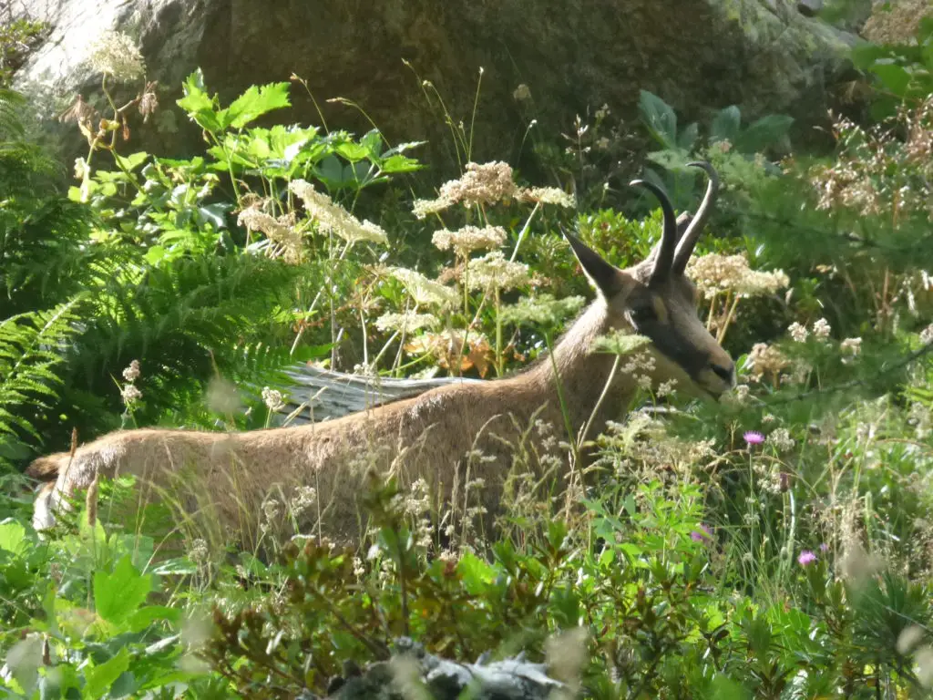 un chamois sur notre chemin