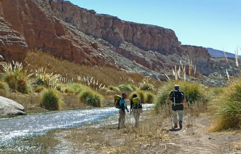 Cortaderas en bord de rivière en Argentine