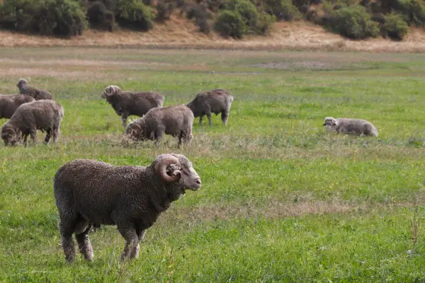 Les avantages de la laine mérinos pour les activités de pleine nature
