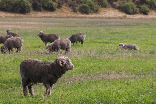 Quels sont les avantages de la laine mérinos?