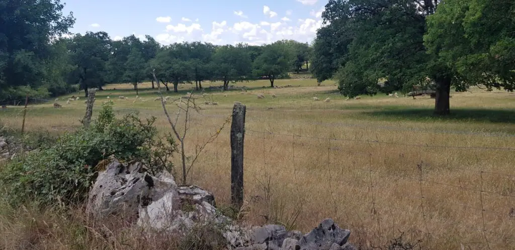 champ à loubressac dans le lot