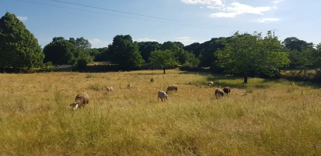 Les brebis « Causse du Lot »