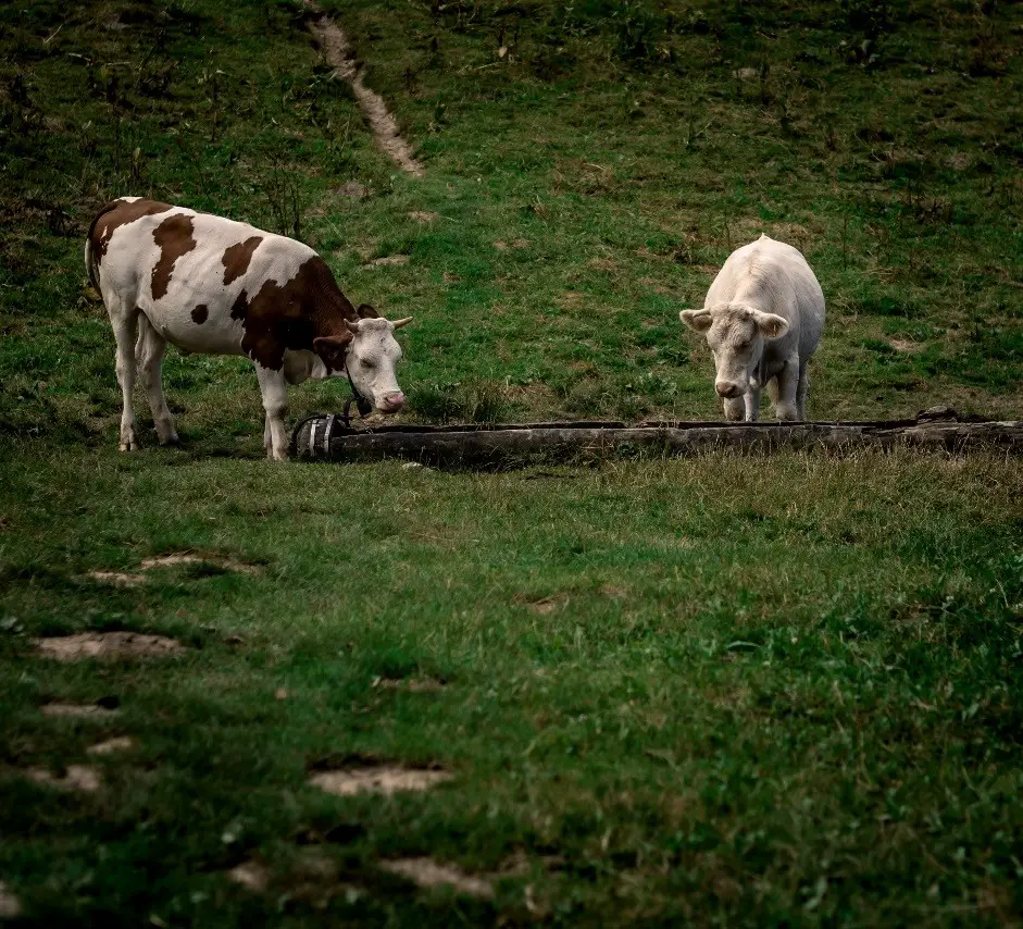 aujourd'hui fontaine commune avec les vaches du Vercors