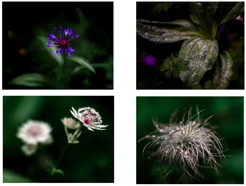 Diversité florale de la réserve naturelle du Vercors