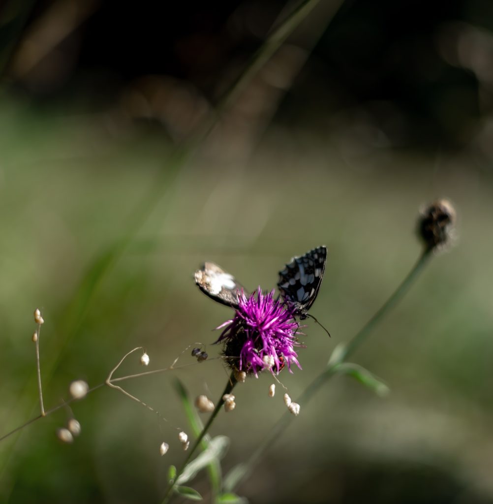 Fleur du vercors avec compagnie de papillon