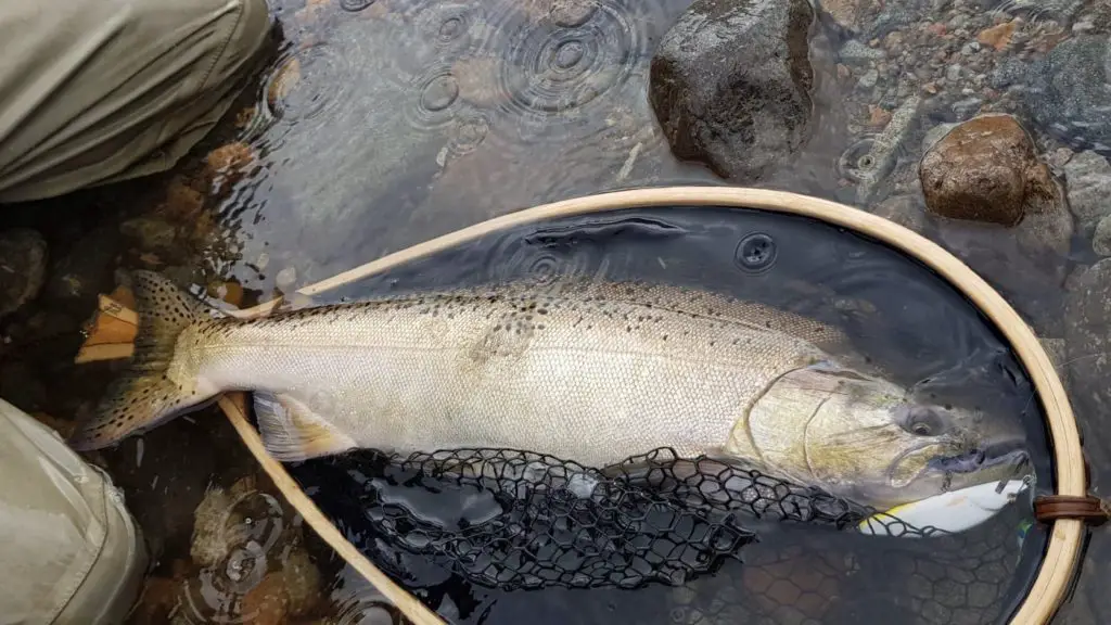 chinook d'une rivière de patagonie chilienne pris au leurre