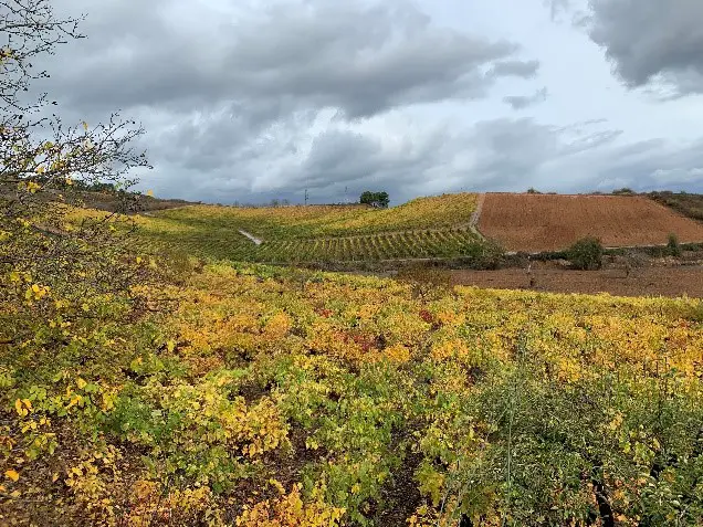 Couleurs automnales dans les vignes galicienne