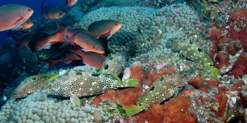 Découvrir la faune aquatique du récif corallien