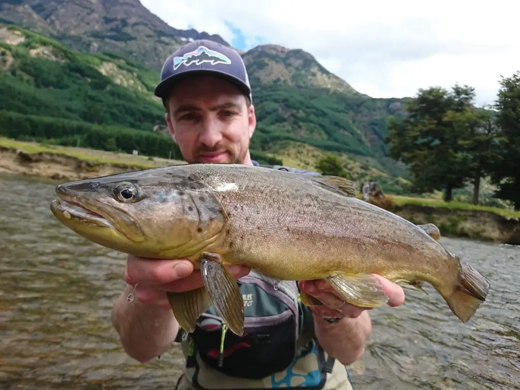 enorme fario pêché au leurre dans une rivière de patagonie au chili