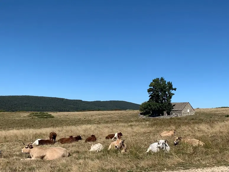 La beauté de l’Aubrac en suivant le chemin de Saint Jacques de Compostelle