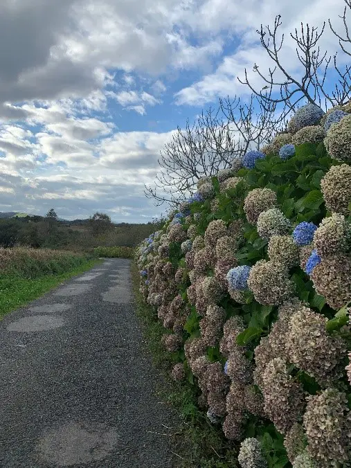 Les hortensias sur le chemin du nord pour Saint Jacques