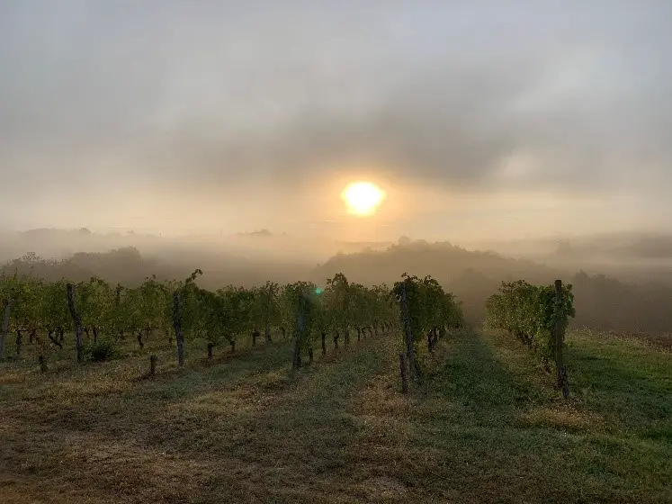 Les vignes aux alentours de Moissac.