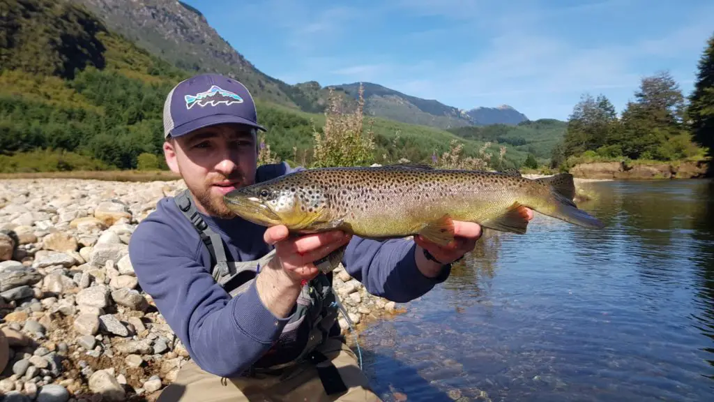 Magnifique truite de patagonie chilienne