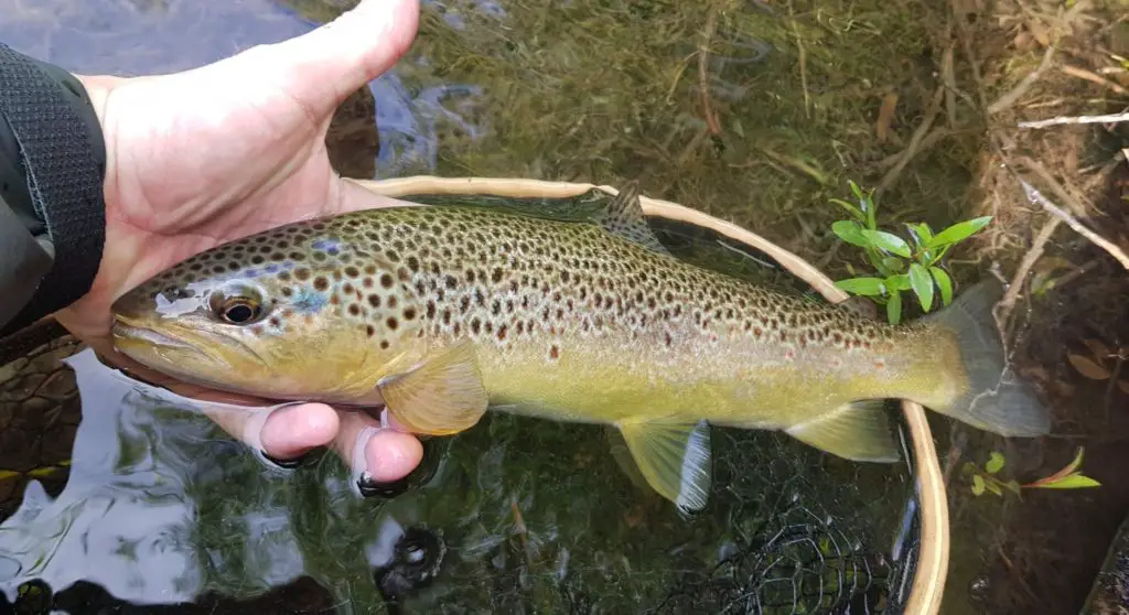 première truite de notre voyage pêche en Patagonie