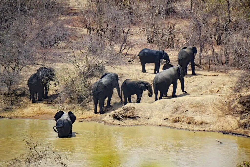 Safari animalier au ghana pour des vances en novembre ressourçante
